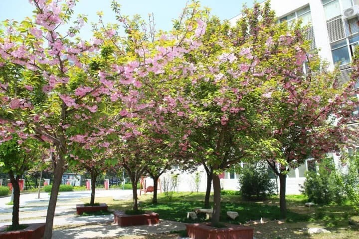 西安高新国际学校学校风景图片04