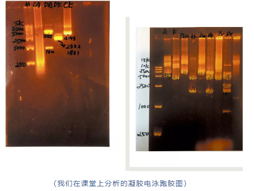 凝胶电泳跑胶图片
